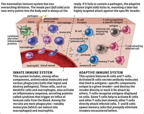 Using a combination of cellular and molecular responses, the innate immune system identifies the nature of a pathogen and responds with inflammation,. . Innate immunity quizlet